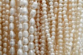 Perły hodowlane powstają w wyniku ludzkiej interwencji we wnętrzu małży. Źródło: gemstonebuzz.com